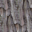 Bark